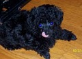 Kathy's Poodle Kids image 9