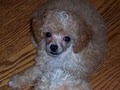 Kathy's Poodle Kids image 10