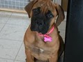 Kentucky Bullmastiff Puppies - Augustus Bullmastiffs image 2