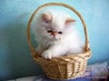Kittytales Cattery - Himalayan and Persian kittens logo