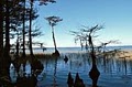 Lake Waccamaw State Park image 2