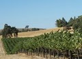 Laraneta Vineyards image 4
