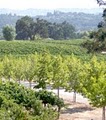 Laraneta Vineyards image 7