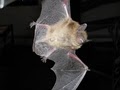 Larchmont Bat Removal logo