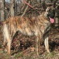 Liberty K9 image 1