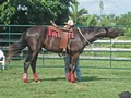 Lone Star Horsemanship, Inc. image 3