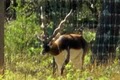 Lone Star Ranch Exotic Hunts image 2
