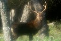 Lone Star Ranch Exotic Hunts image 4