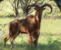 Lone Star Ranch Exotic Hunts image 5