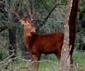 Lone Star Ranch Exotic Hunts image 6