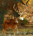 Lone Star Ranch Exotic Hunts image 1