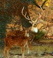 Lone Star Ranch Exotic Hunts logo