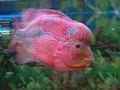 Lucky Tropical Fish image 3