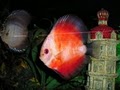Lucky Tropical Fish image 9
