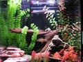 Lucky Tropical Fish image 10