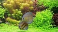 Lucky Tropical Fish image 1