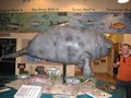 Manatee Observation & Education Center image 4