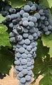 MidLand Wine and Grape image 4