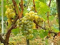 MidLand Wine and Grape image 5