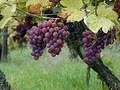 MidLand Wine and Grape image 6