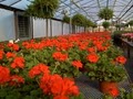Miller's Greenhouses & Flower Shop image 2