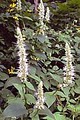 Native Wildflowers and Seeds image 3