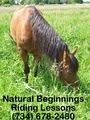 Natural Beginnings Riding Lessons logo