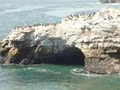 Natural Bridges State Beach logo