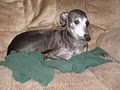 Nebraska Italian Greyhound Rescue image 2