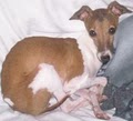 Nebraska Italian Greyhound Rescue image 3