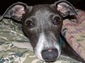Nebraska Italian Greyhound Rescue image 4