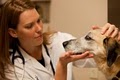 Neffsville Veterinary Clinic image 4