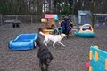 No Place Like Home Pet Resort image 5