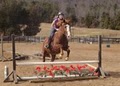 North Garden Equestrian Center image 2