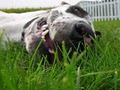 Ohio Great Dane Rescue image 2