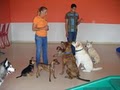 Our Best Friend LLC Doggie Daycare and Boutique image 8