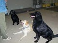 Our Furry Friends Training Center image 3