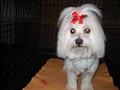Pamper Pet Grooming Salon image 6