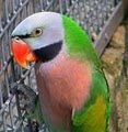 Parrot Safari image 3