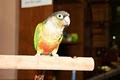 Parrot Safari image 5