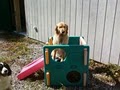 Paws And Play Dog Daycare image 2