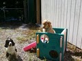 Paws And Play Dog Daycare image 4