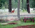 Peaceful Pines RV Park  and Campground image 7