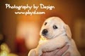 Photography By Design image 6