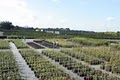Pine Island Nursery Inc. image 2