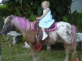 Pony Party Rides Inc image 8