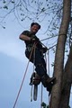 RWS Tree Service image 1