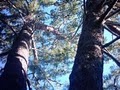 Ranger Tree Service | Tree Trimming in Tacoma logo