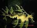 Ripley's Aquarium image 4