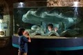 Ripley's Aquarium image 7